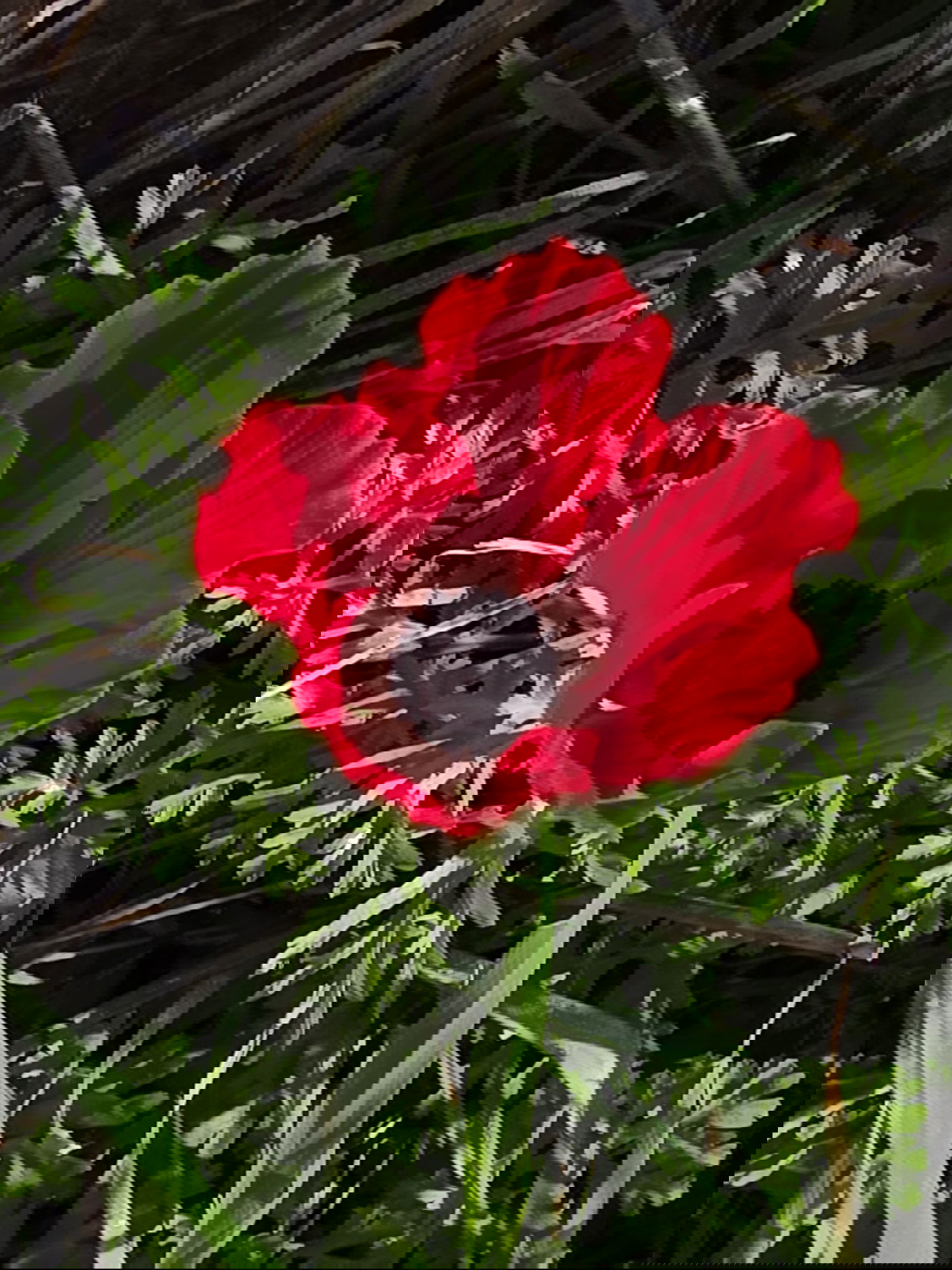 כלניות רקפות ואירוס צהרון, פורחים ביער