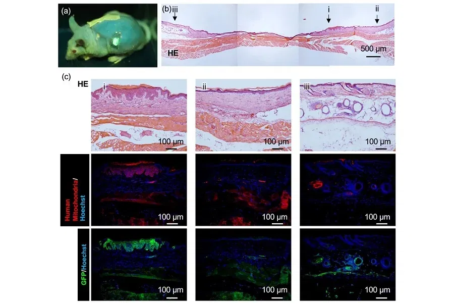 עכבר מעבדה מגיב לחיישן