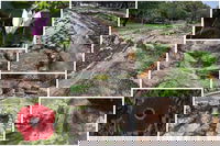 הזרימה והפריחה בפארק קנדה