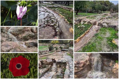 הזרימה והפריחה בפארק קנדה