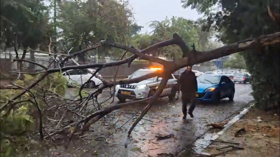 ברדי והעץ שקרס