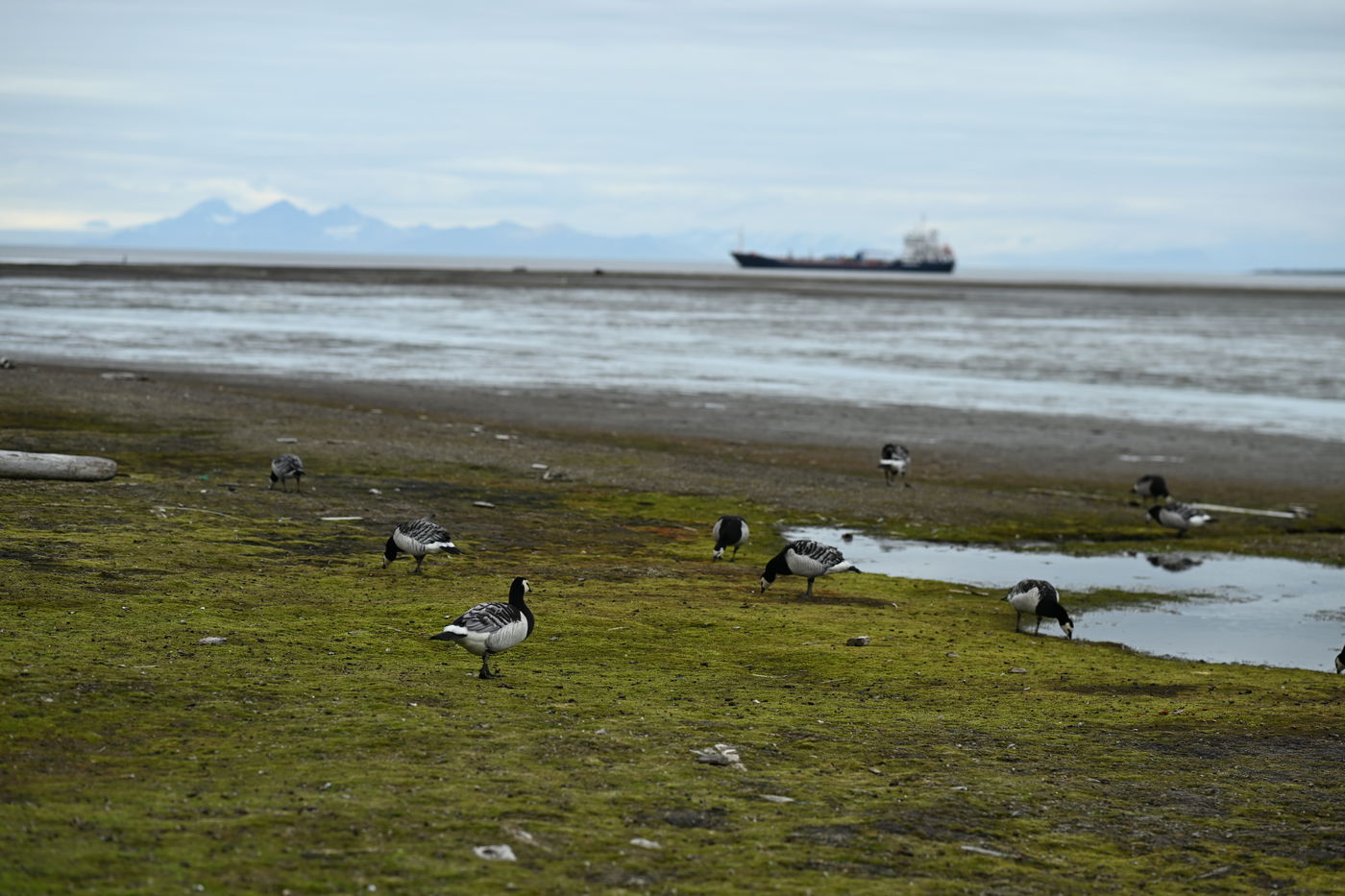 ביקור באי הנטוש 'איי פרמידן'