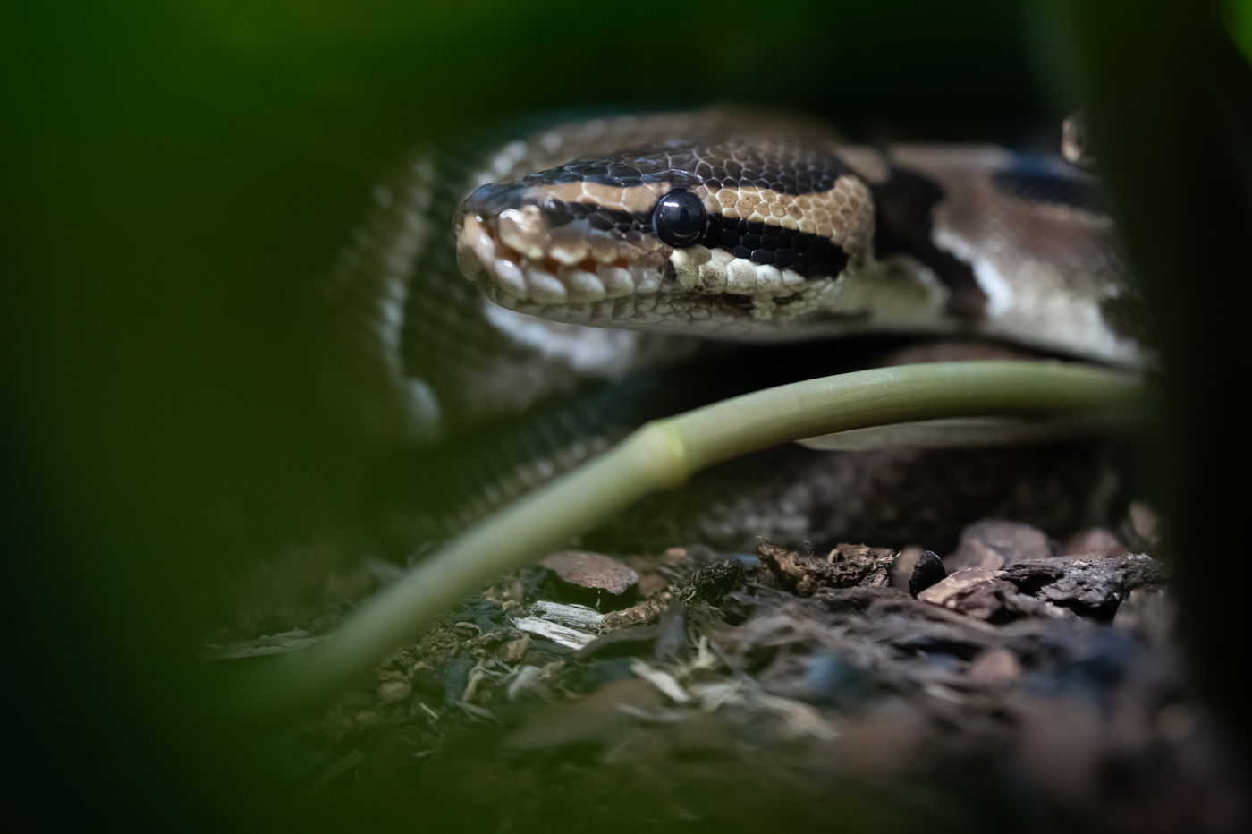 נחש פיתון. אילוסטרציה