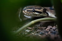 נחש פיתון. אילוסטרציה