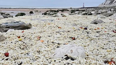 צ'יפס בחוף הים