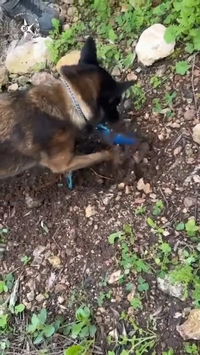 "יש עוד יש עוד" | כמו בסרטים: הכלב המשטרתי חפר באדמה - זה מה שהוא מצא שם