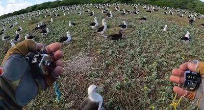 נעלי ליצן בלב האוקיינוס? המבצע המטורף לספירת חצי מיליון ציפורים