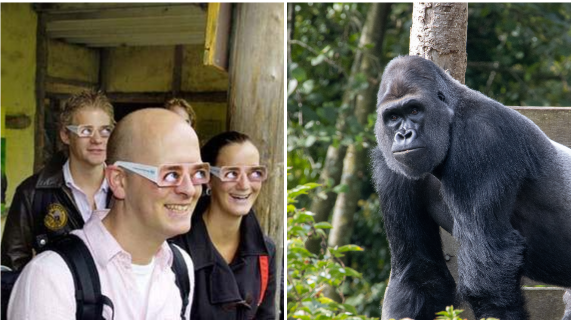 גולרית גורילה בוגרת של שפלה מערבית - המשקפיים שעושות את ההבדל