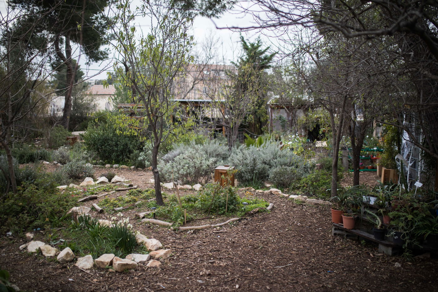 הגינה הקהילתית במוזיאון הטבע בירושלים