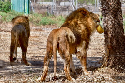 אריות בספארי ברמת גן