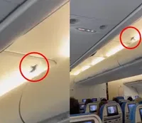 הציפור מעופפת במטוס