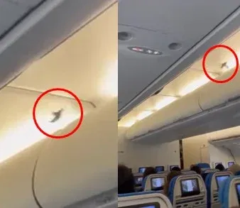 הציפור מעופפת במטוס