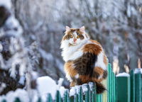 חתול, אילוסטרציה