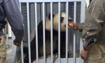 העונש של סין: מאות צופים פרצו בבכי כשהפנדות האחרונות עזבו את יפן | צפו