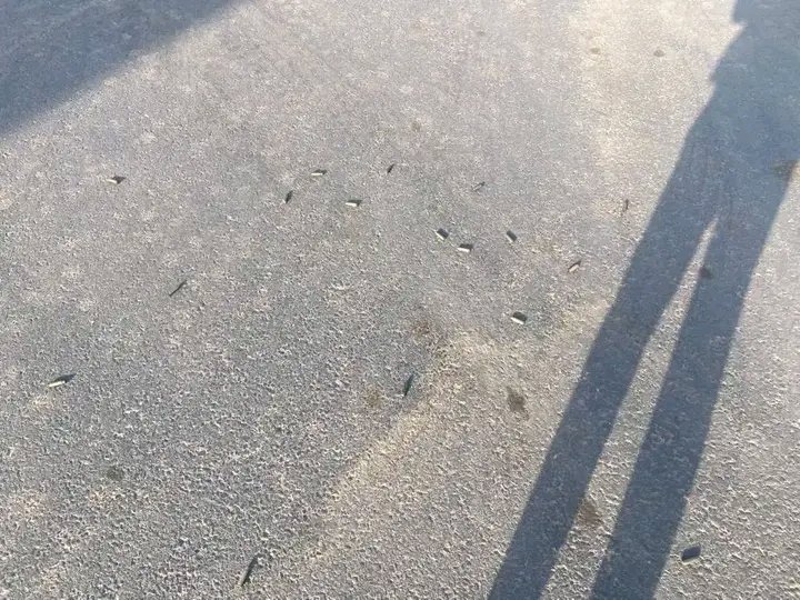 המטוס לאחר הירי