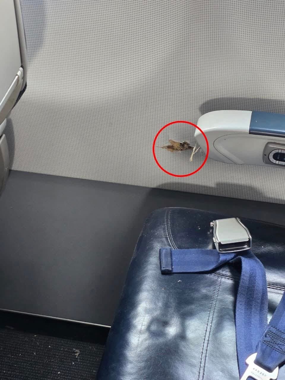 המטוס לאחר הירי