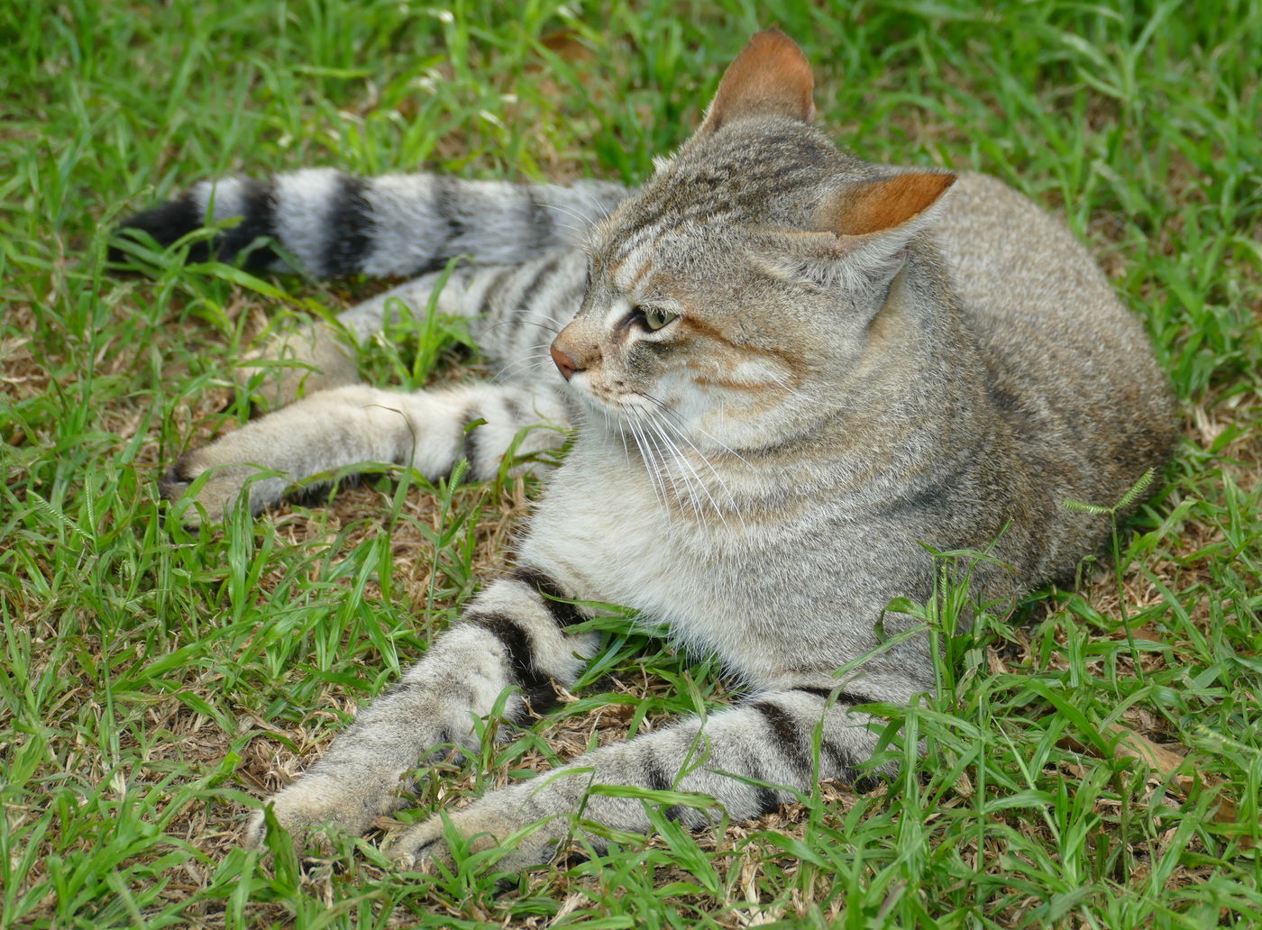 המין שכנראה מאבות אבותיו יצרו את החתולים החנוטים