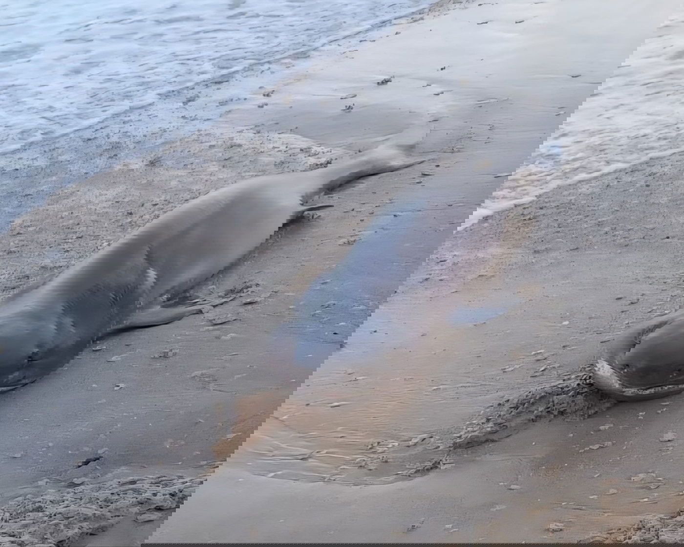 הכריש הייחודי שוכב בחוף