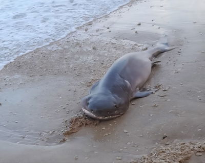הכריש הייחודי שוכב בחוף