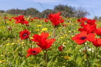התחזית: לקראת שרב חורפי, אחריו צפויים שוב גשמי ברכה מקומיים