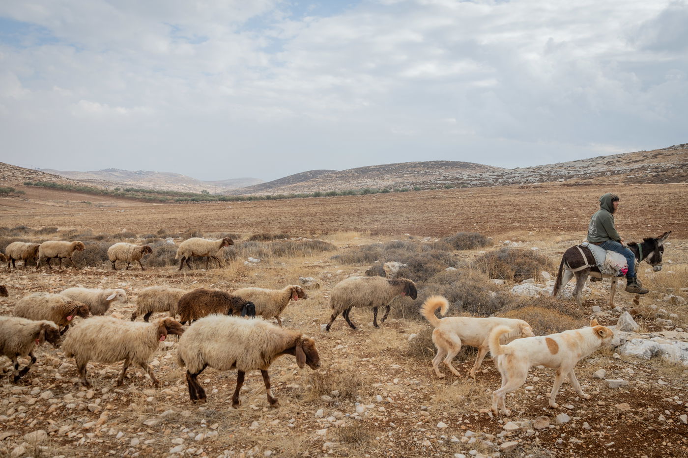 אילוסטרציה