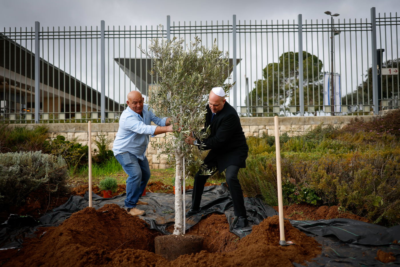 יור הכנסת בנטיעות טו בשבט