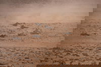 עוצמה במדבר: כוחות אמריקניים בפעילות באפריקה. שדרוג התשתיות יהפוך את האזור למוצב קדמי אסטרטגי