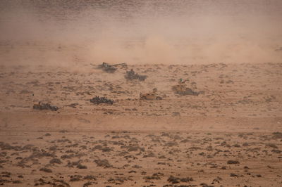 עוצמה במדבר: כוחות אמריקניים בפעילות באפריקה. שדרוג התשתיות יהפוך את האזור למוצב קדמי אסטרטגי