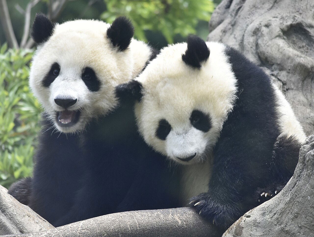 שיאו שיאו וליי ליי בשנת 2022