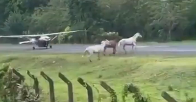 הסוסים על מסלול ההמראה