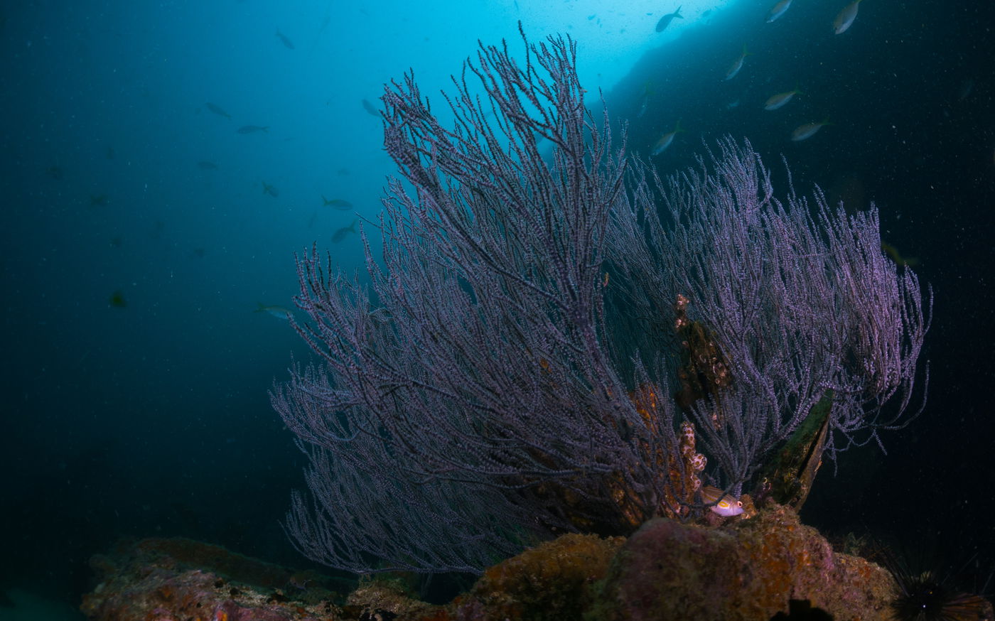 האוכמנאים - אלמוגים שחורים