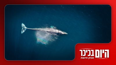 מחדל: אוטיזם במגזר החרדי מאובחן באיחור | תיעוד: לויתן אדיר במרחק נגיעה  • צפו