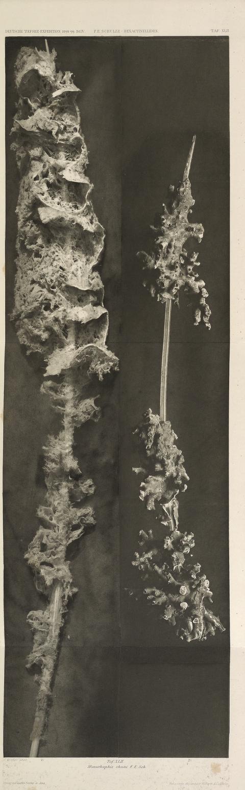 הספוג כפי שנמצא ב-1904