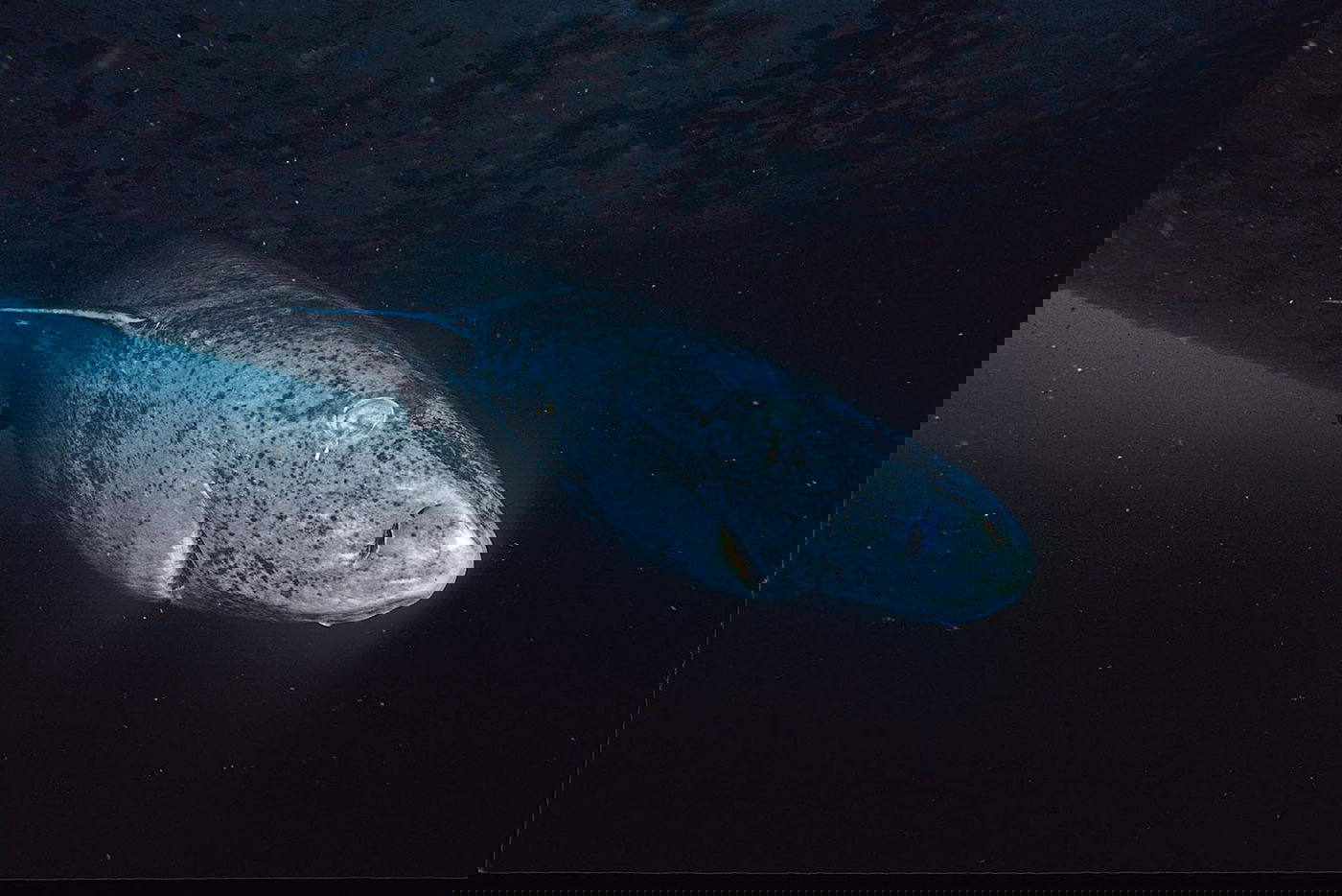 הישנונן הגרילנדי