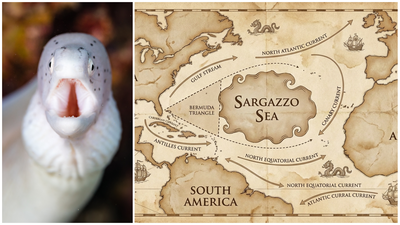 מסע הנידודוים של הצלופח היארופי