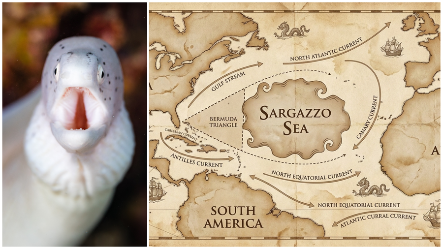 מסע הנידודוים של הצלופח היארופי