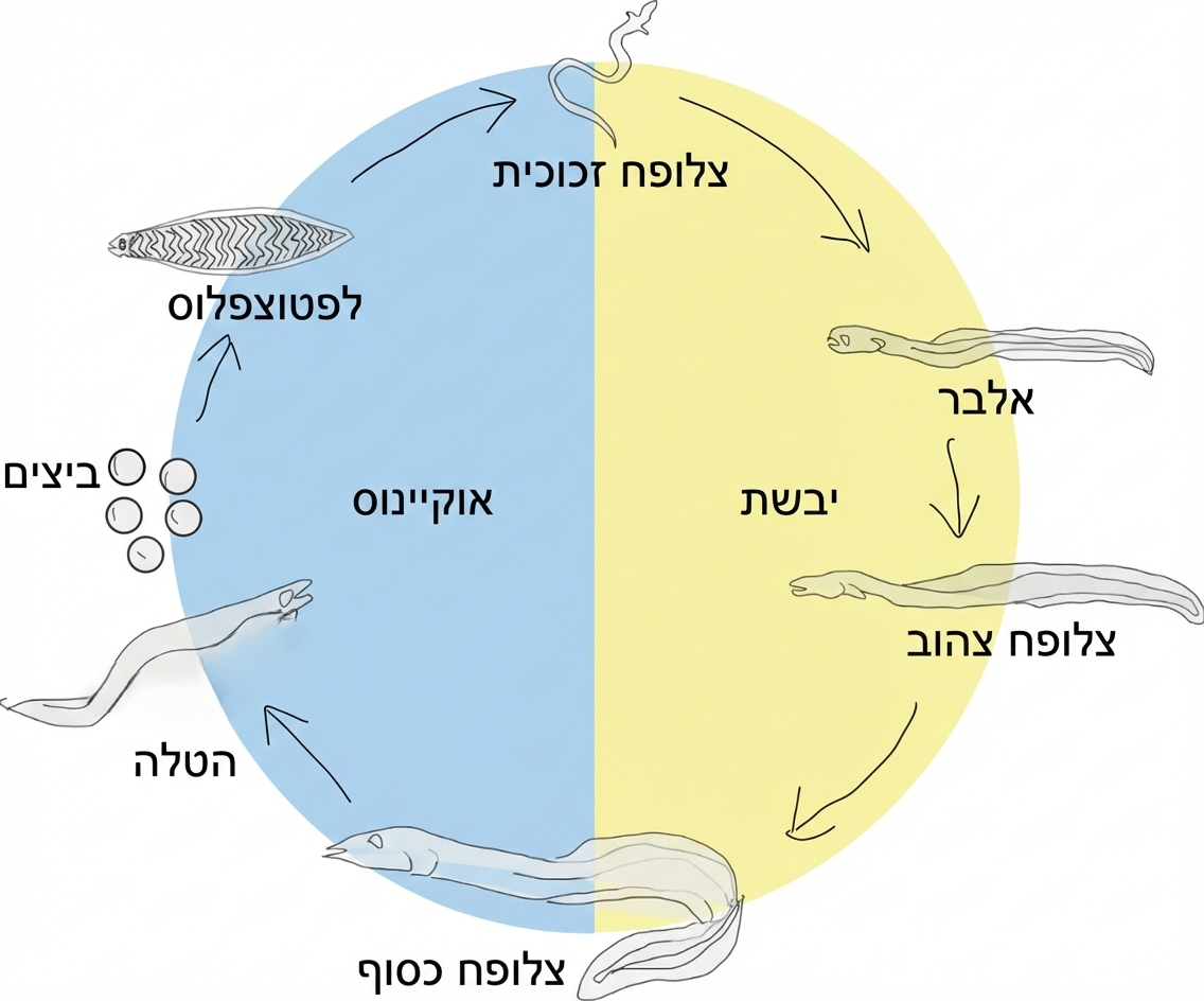 אורך המסע של הצלופח האירופי בחזרה למקום הולדתו בים סרגסו נאמד בכ-10,000 קילומטרים