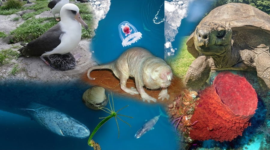 בעלי החיים המבוגרים עלי אדמות