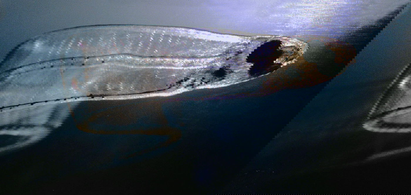 זחל Leptocephalus של צלופח אוקיינוס