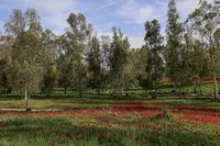 סמוך לגבול עזה