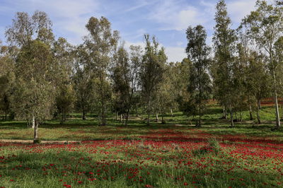 סמוך לגבול עזה