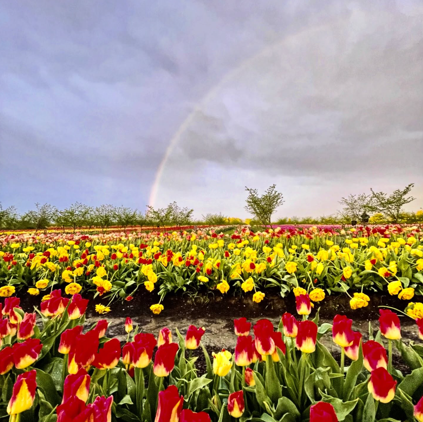 בחוות הצבעונים שלו