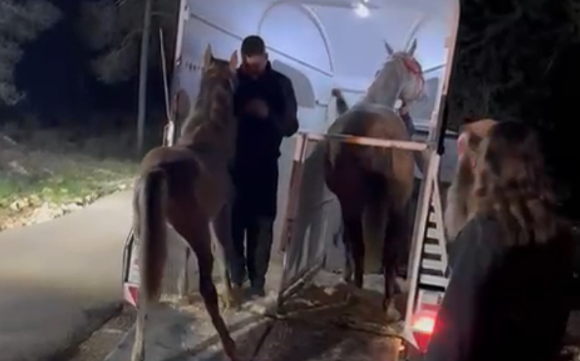 סוס וסייחה שנגנבו מחווה יהודית הוחזרו בשיתוף פעולה עם הפלסטינים | תיעוד