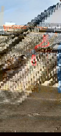 קשה לצפייה: "הלקוח" שוכב ברצפה ותושבי צפת מתעללים בו עם כלב