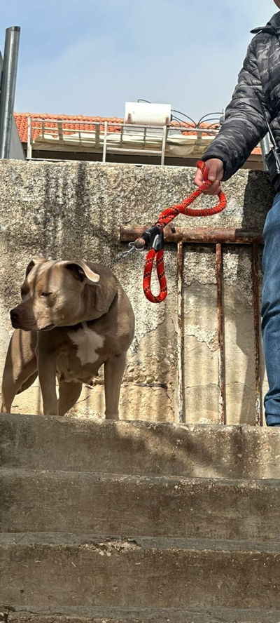 הכלב שהצטרף לתקיפה