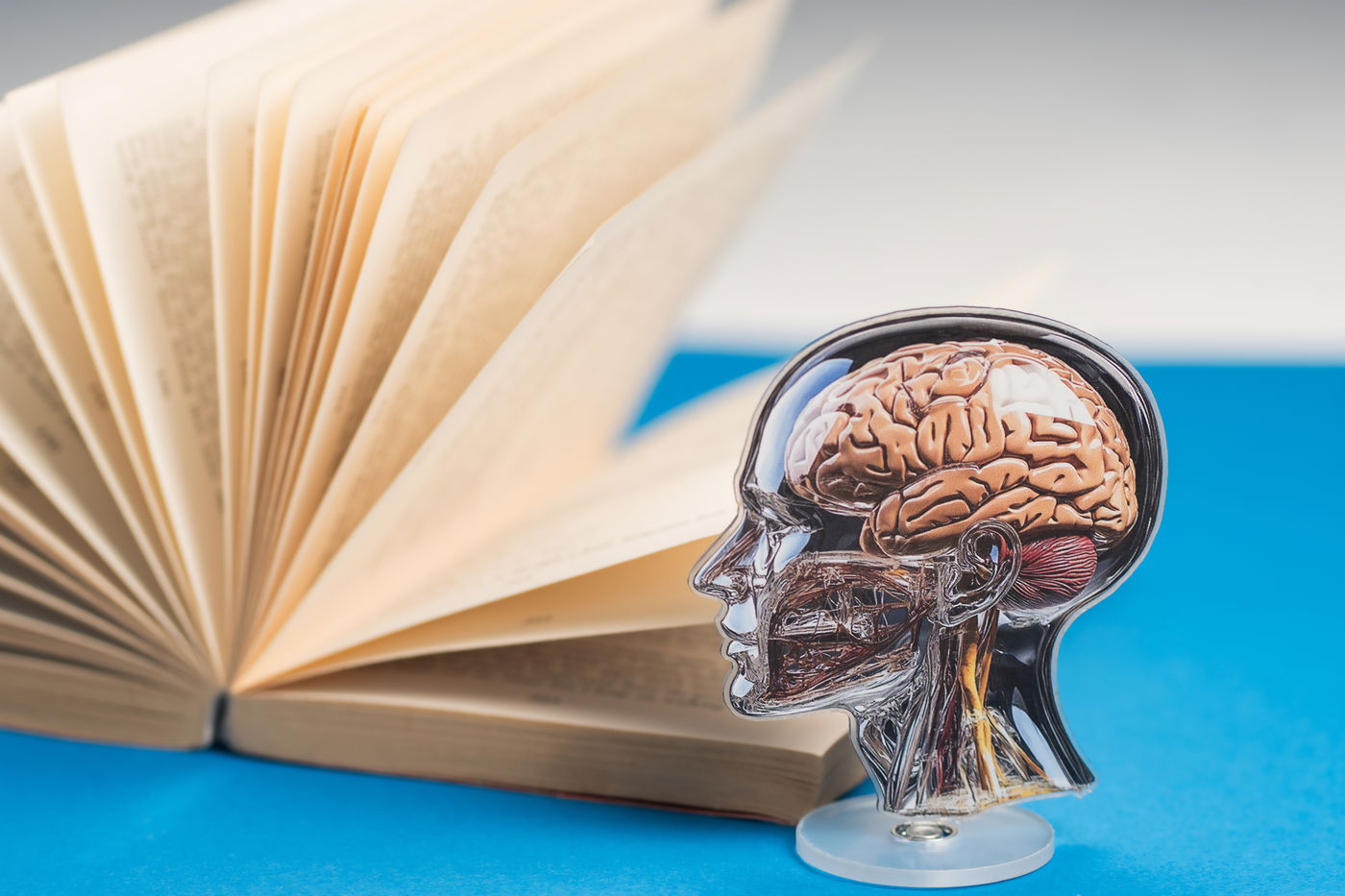 הדמיה של מבנה המוח