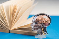 הדמיה של מבנה המוח