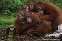 שיעור הישרדות מצמרר: התיעוד של הקופים היתומים מול הנחש
