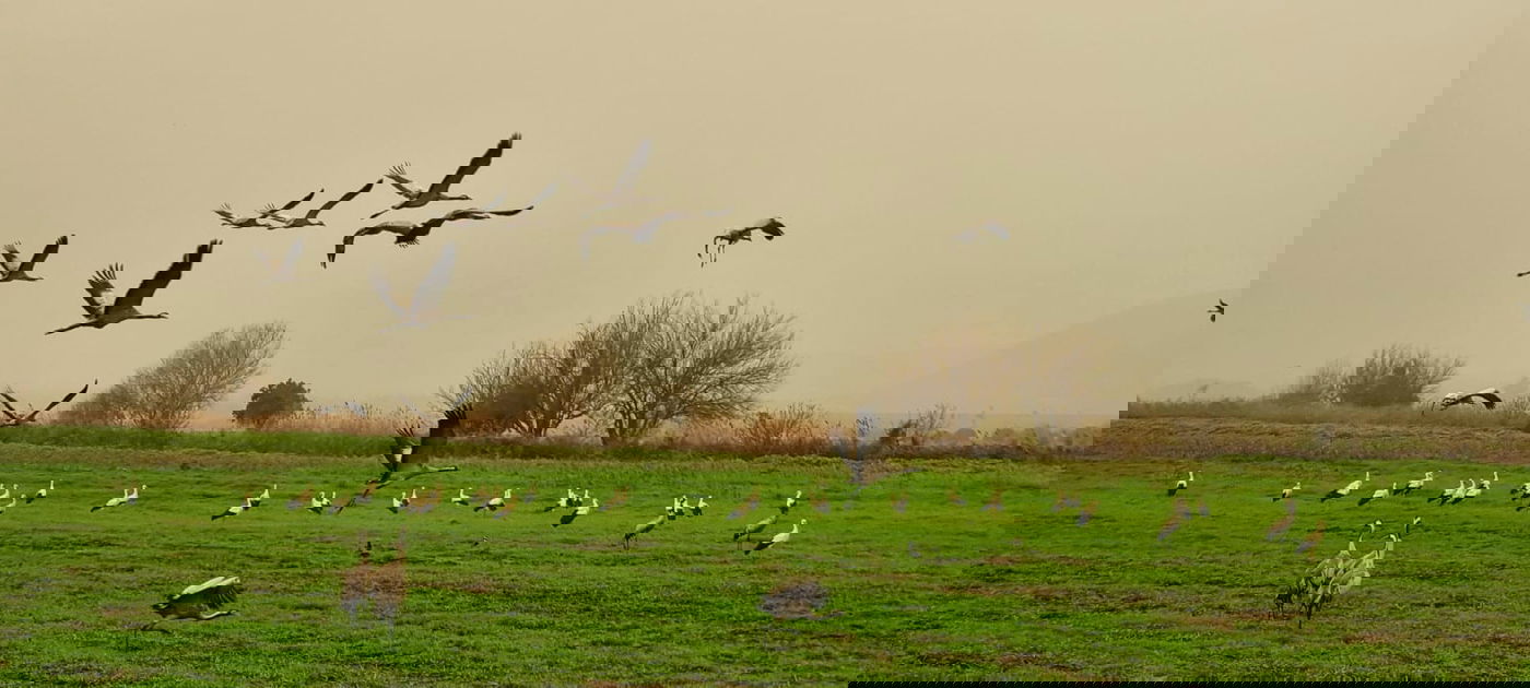 החסידות הראשונות באגמון החולה