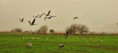 החסידות הראשונות באגמון החולה
